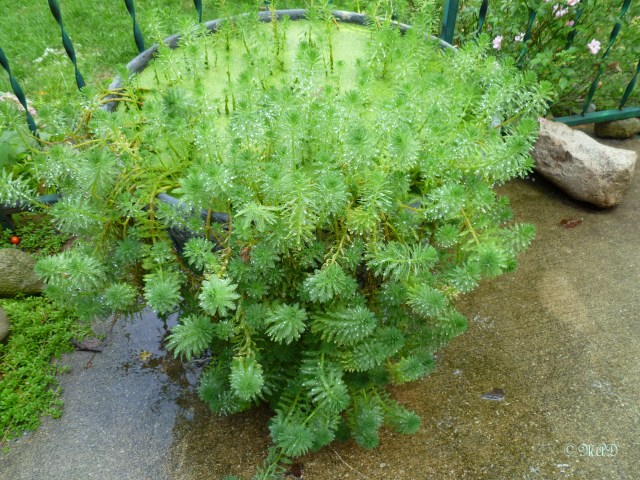 September 7, 2012 003