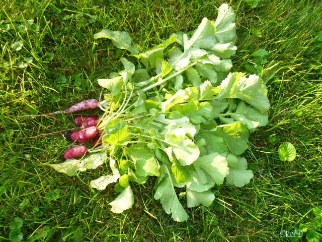 June 21, 2013 Radishes 002