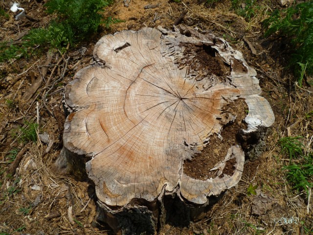 May 28, 2012 bicycle ride 009