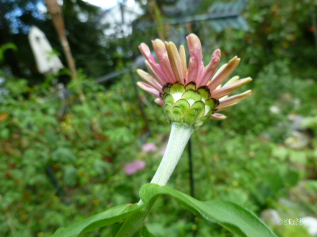 September 1, 2013 Veggie Garden, Harvest Prep 026