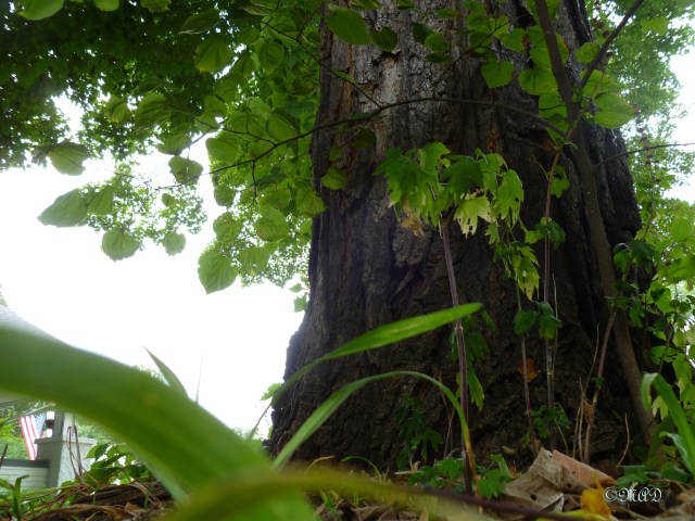 September 8, 2013 Point of View Challenge - Cat's View 002