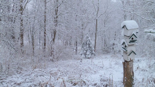 December 14, 2013 Snow 006