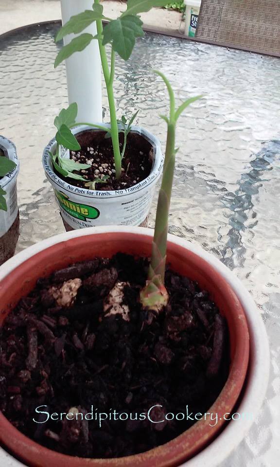 11110543_10205492265000500_2467855585373879305_n