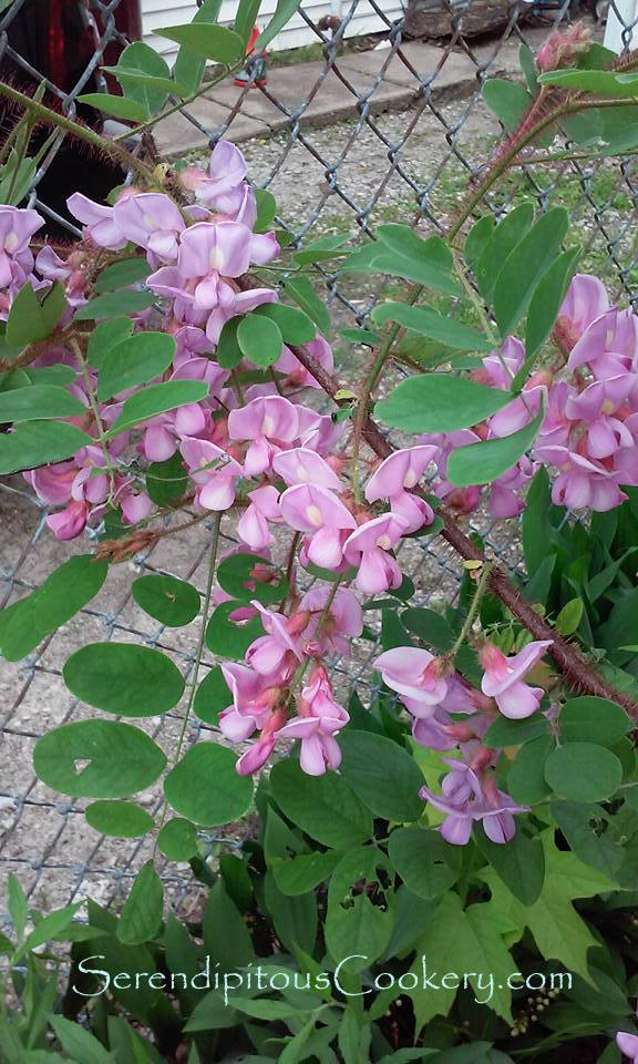 11150940_10205579453340154_2049827844082687551_n