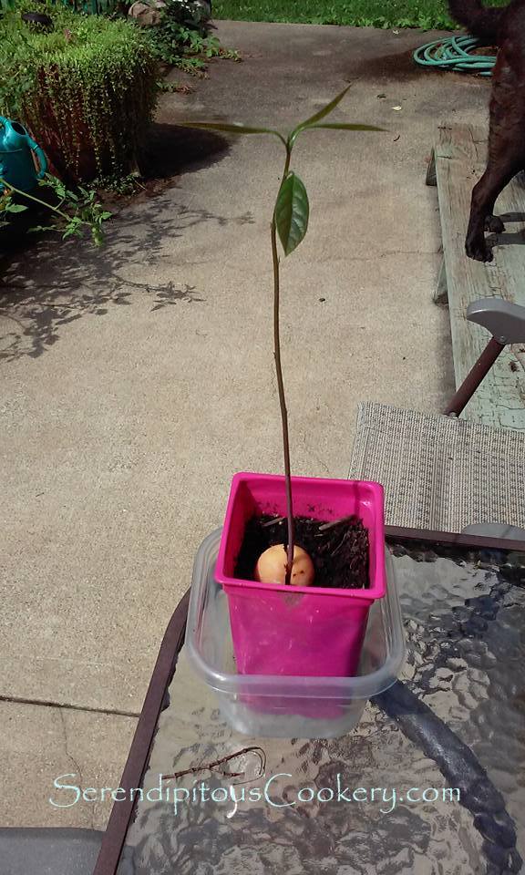 11169490_10206032095895935_4094747465544814526_n