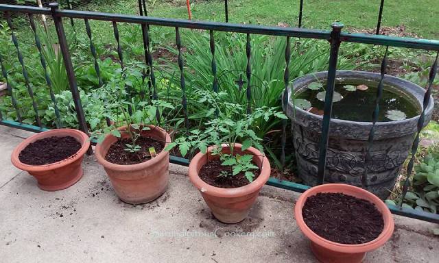 11295685_10205595702386370_1480159384736461486_n