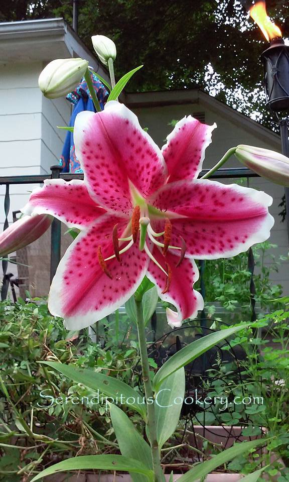 11705099_10206041459890029_7703092817947007088_n