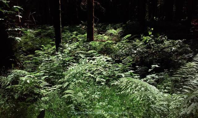 11137182_10205988136956989_6807676689135475877_n