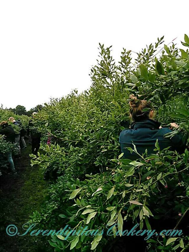 14568211_10209580720689337_1264738781587807957_n